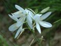 Anthericum liliago