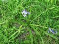 Hyacinthus orientalis