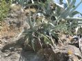 Agave americana