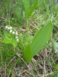 Convallaria majalis