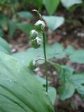 Convallaria majalis