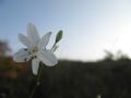 Anthericum ramosum