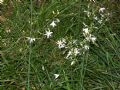 Anthericum ramosum