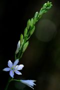 Anthericum liliago