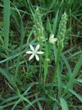 Loncomelos narbonensis