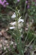 Anthericum liliago