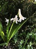 Hyacinthus orientalis