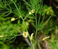 Asparagus officinalis