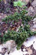 Asparagus acutifolius