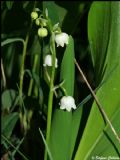 Convallaria majalis