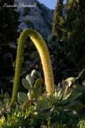 Agave attenuata