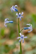 Hyacinthus orientalis