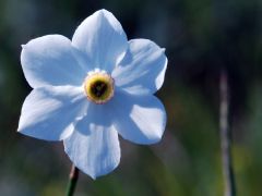 Amaryllidaceae