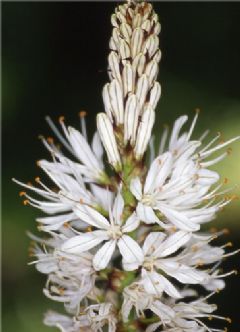 Asphodelaceae