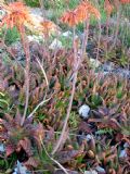 Aloe maculata