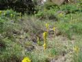 Asphodeline luteua