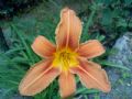 Hemerocallis fulva