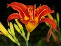 Hemerocallis fulva