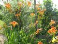 Hemerocallis fulva