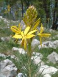 Asphodeline lutea