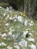 Asphodeline lutea