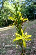 Asphodeline liburnica