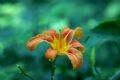 Hemerocallis fulva