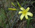 Hemerocallis lilioasphodelus