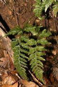Asplenium adiantum-nigrum
