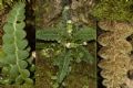 Asplenium ceterach