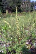 Ambrosia artemisiifolia