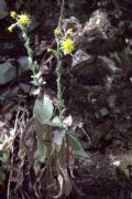 Hieracium racemosum