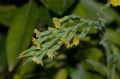 Lactuca sativa subsp. serriola