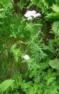 Achillea macrophylla