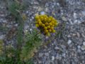 Achillea ageratum