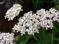 Achillea stricta