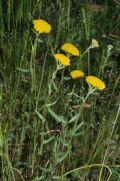 Achillea tomentosa