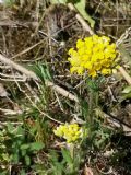 Achillea filipendulina