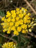 Achillea filipendulina