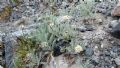 Achillea nana