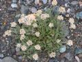 Achillea nana