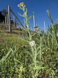 Achillea collina