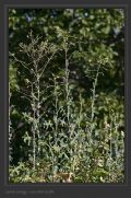 Lactuca sativa subsp. serriola
