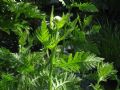 Achillea filipendulina