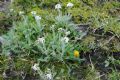 Achillea nana