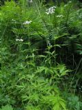 Achillea macrophylla