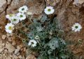 Achillea barrellieri subsp. barrelieri