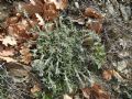 Achillea tomentosa