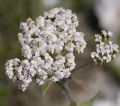 Achillea collina