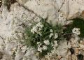 Achillea clavenae